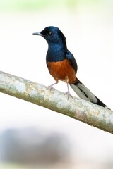 Birds are looking for food during the day