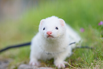 hamster in a grass