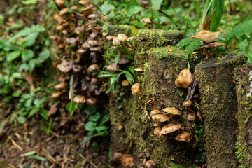 Mushrooms in a trunk in a rainforest at Brazil