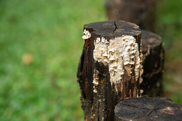 Mushrooms in a trunk in a rainforest at Brazil