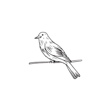 recommend clip art: Beautiful realistic bird is sitting on the spring blooming branch with leaves in black isolated on white background. Hand drawn vector sketch illustration in doodle engraved line art vintage style.