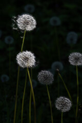 White dandelions on a dark background in the backlight .Place for text