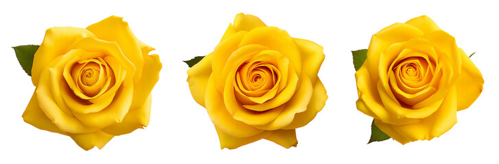 Beautiful yellow rose bud isolated on white background.