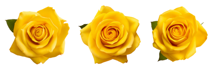 Beautiful yellow rose bud isolated on white background.