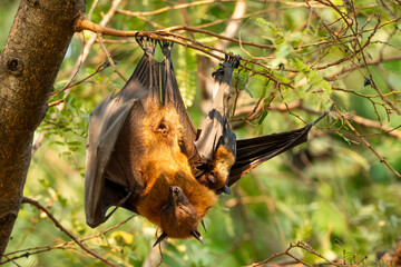 Bats raise their young by feeding them milk at the base of their wings and hanging upside down from trees during the daytime