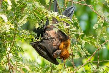 Bats raise their young by feeding them milk at the base of their wings and hanging upside down from trees during the daytime