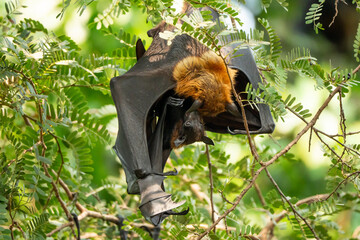Obraz premium Bats raise their young by feeding them milk at the base of their wings and hanging upside down from trees during the daytime