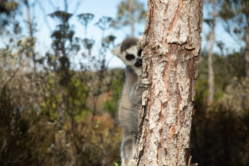 ring-tailed gray lemur in natural environment Madagascar