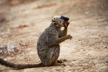 Fototapeta premium Common brown lemur (Eulemur fulvus) with orange eyes.