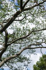 Blue sky with clouds seen through the branches of a large tree. Vertical.