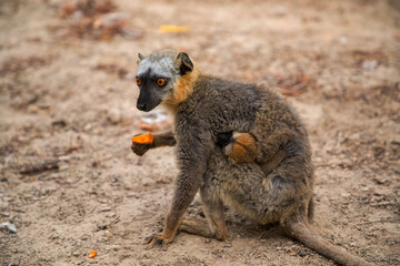 Common brown lemur (Eulemur fulvus) with orange eyes.