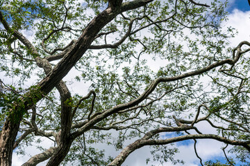 Blue sky with clouds seen through the branches of a large tree. Horizontal.