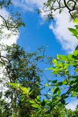 Blue sky with clouds seen through the branches of a large tree. Advertising space. Vertical.