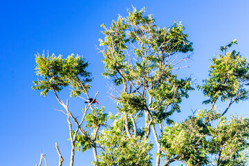 Blue sky with clouds seen through the branches of a large tree. Advertising space. Horizontal.