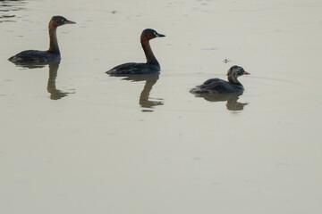 Birds are looking for food during the day