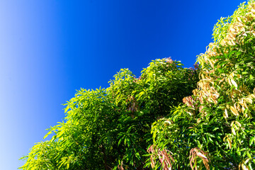 Blue sky with clouds seen through the branches of a large tree. Advertising space. Horizontal.