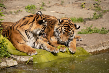 critically endangered Sumatran tiger
