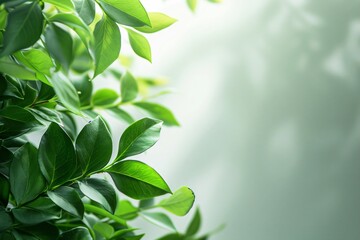 Obraz premium Close-up of plant green leaves
