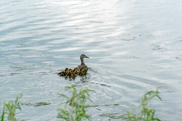 Mallard Hen And Her Ducklings Swimming On Fox River In Spring In De Pere, Wisconsin