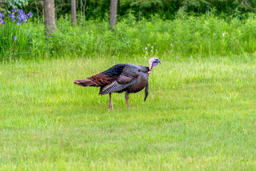 Wild Turkey In The Field In Spring In Wisconsin