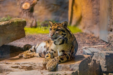 clouded leopard (Neofelis nebulosa) wild cat