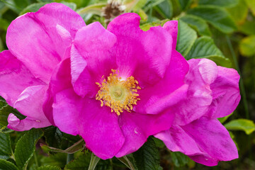 rosa Kartoffel-Rose in voller Blüte