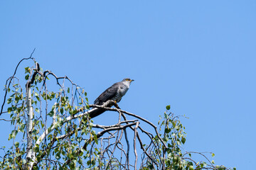Kuckuck während der Balz in der Oberlausitz