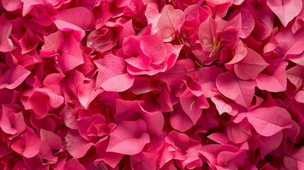 Obraz premium top view of bouquet arranged of bougainvillea flowers