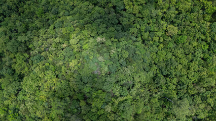 Obraz premium Aerial top view forest green tree, Rainforest ecosystem and healthy environment background, Texture of green tree forest, forest view from above. Nan province Thailand.