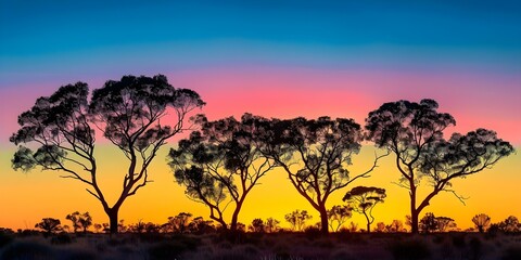 Australian Outback Landscape Silhouette of Gum Trees Under Colorful Sky. Concept Australian Outback, Landscape, Silhouette, Gum Trees, Colorful Sky