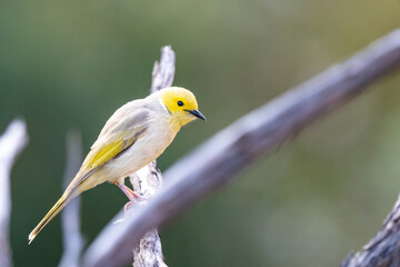 White-plumed honeyeater in Kings Canyon / Watarrka, Northern Territory, Australia