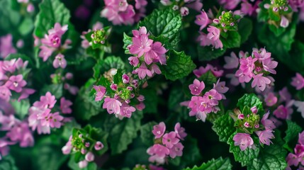 Fototapeta premium top view of bouquet arranged of lamium flowers