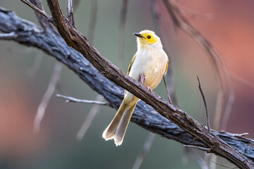 White-plumed honeyeater in Kings Canyon / Watarrka, Northern Territory, Australia