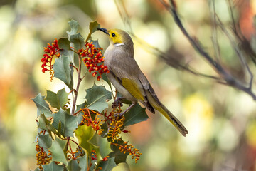 White-plumed honeyeater in Kings Canyon / Watarrka, Northern Territory, Australia