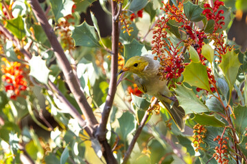 White-plumed honeyeater in Kings Canyon / Watarrka, Northern Territory, Australia