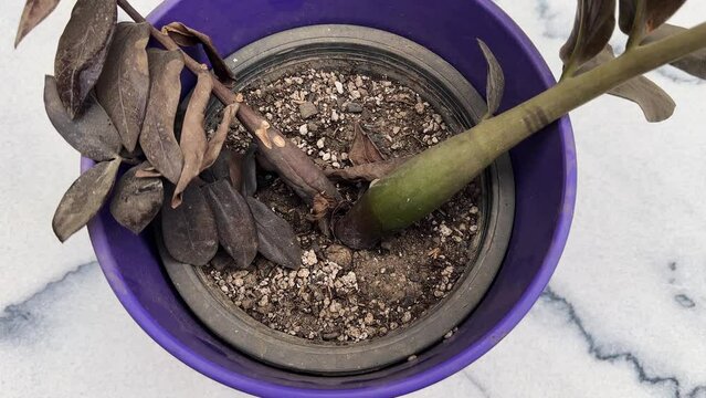 Diseased Black ZZ Stem in Potted Houseplant. A Closer Examination.