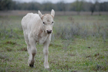 Charolais calf in Texas countryside on farm with copy space on background for beef in agriculture on ranch.