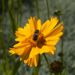 Abeille butinant une fleur de coréopsis