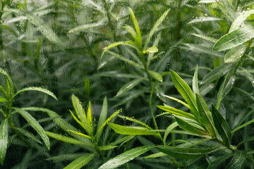 fern leaves in rain window