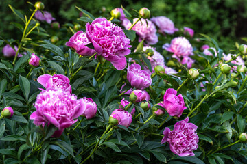 blooming pink peonies in a flower bed close-up