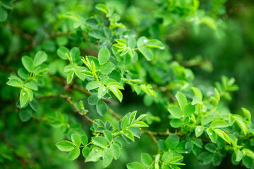water drops on a green leaf of a wild rose