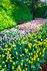 garden with tulip flowers