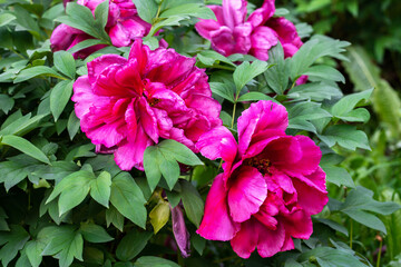 bright pink Chinese peonies in the division
