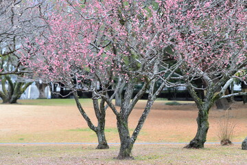 別府公園の満開に咲く梅の花