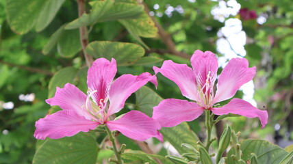 beautiful flower with green leaf in the garden