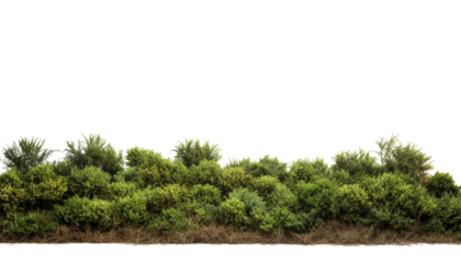 plant bush isolated on transparent background cutout