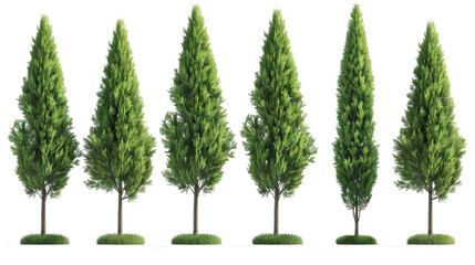 set of cypress trees with isolated transparent background