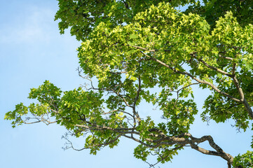 maple branches with green leaves on a blue sky background