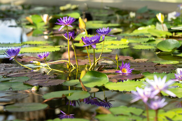purple water lilies in the pond and their reflections