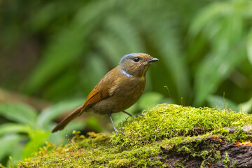 Large Niltava perched on a moss-covered tree log in the submontane forest